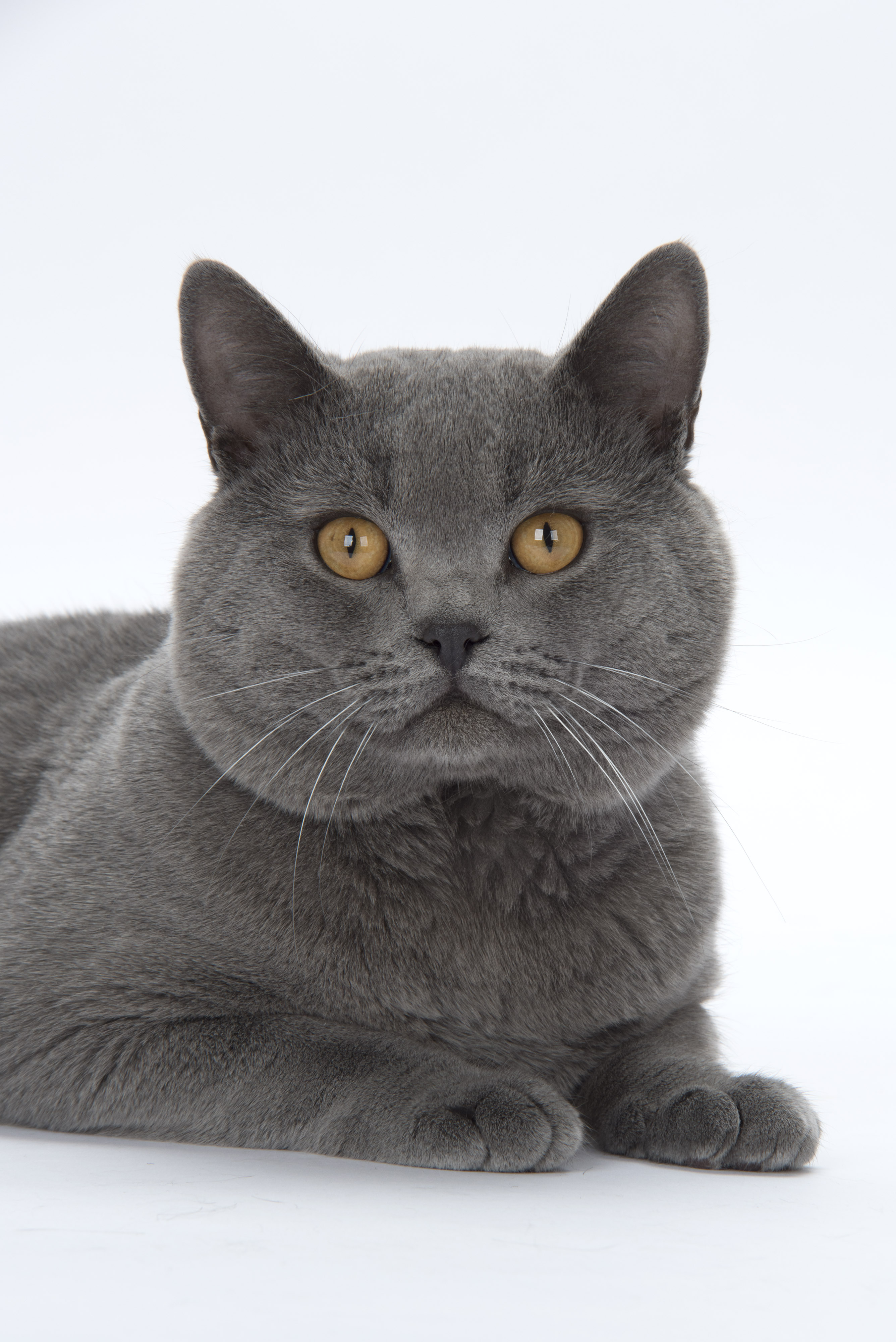 Top 7 Fantastic Experience Of This Year's Chartreux Kittens Cost Uk